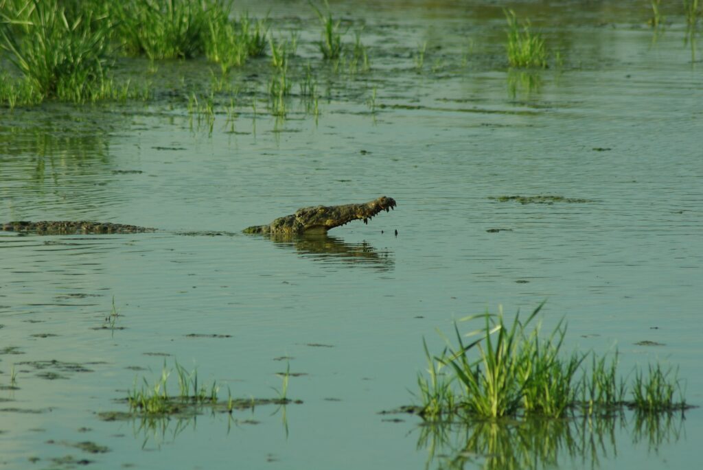 Crocodile Selous, Tanzanie