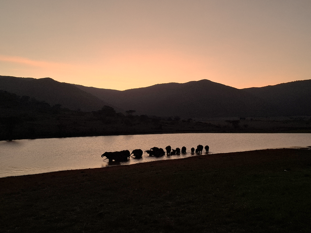 Éléphants coucher de soleil Mkomazi, Tanzanie