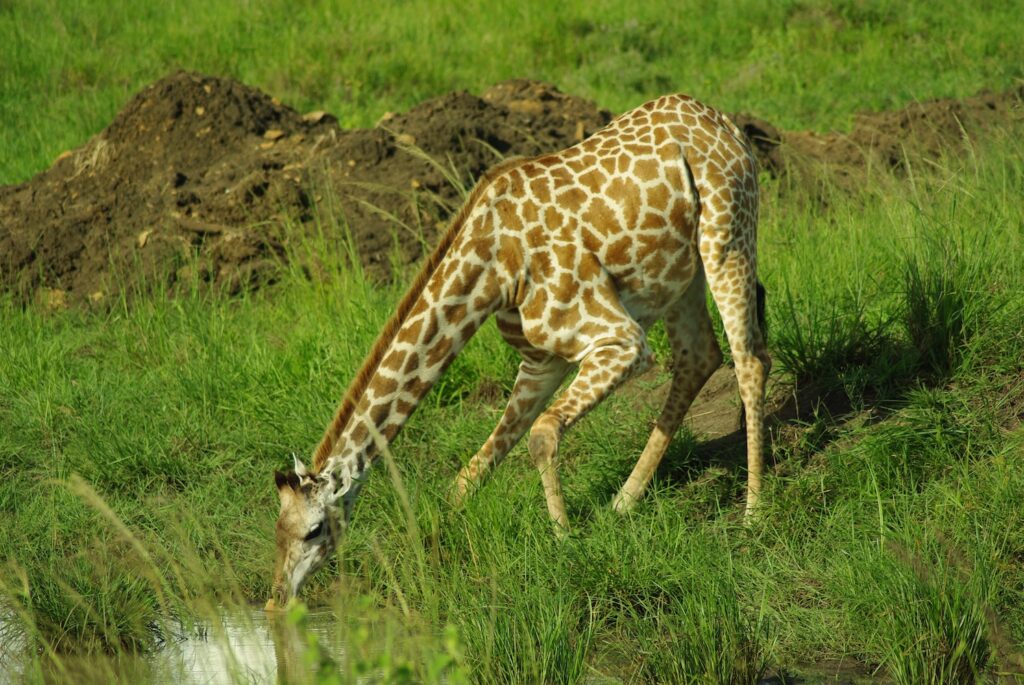 Giraffe Selous, Tanzanie