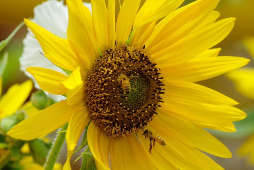 Fleur butinée, Inde