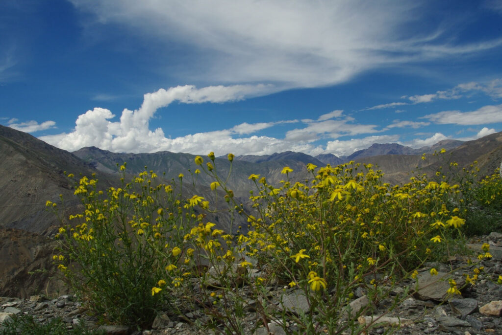 Fleurs jaunes sauvages (probablement séneçon) sur fond de montagnes sous un ciel nuageux