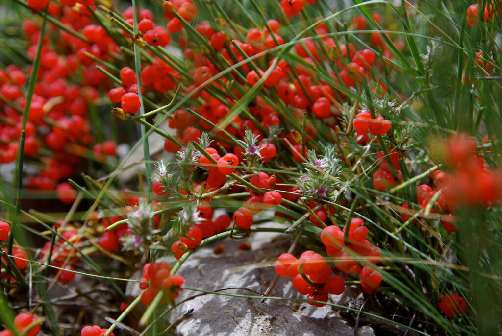 Plantes sauvages avec petites baies rouges en montagne