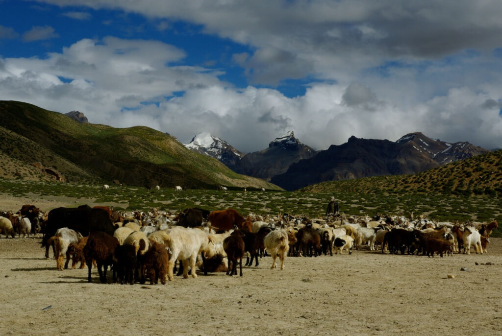 Troupeau d’animaux en montagne avec paysage de l’Himalaya