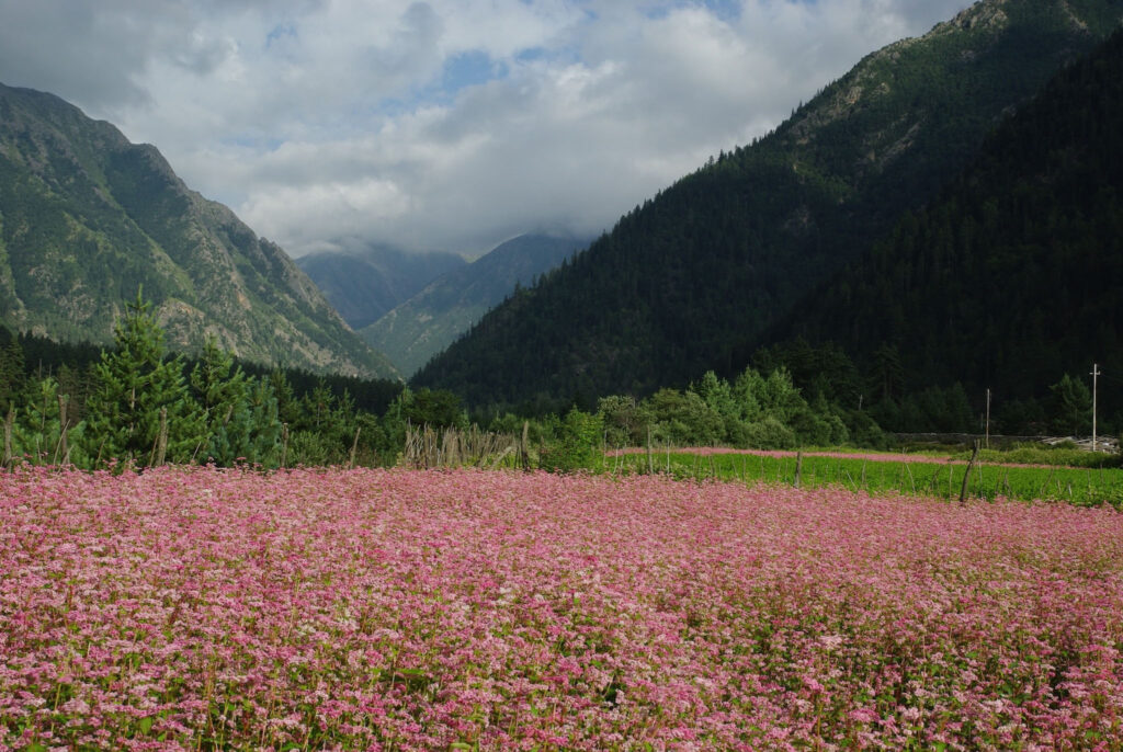 Champs de blé noir près du village de Rakcham, Kinnaur, Inde du Nord