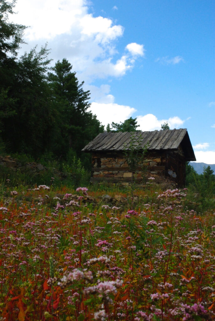 Kinnaur, champs de blé noir