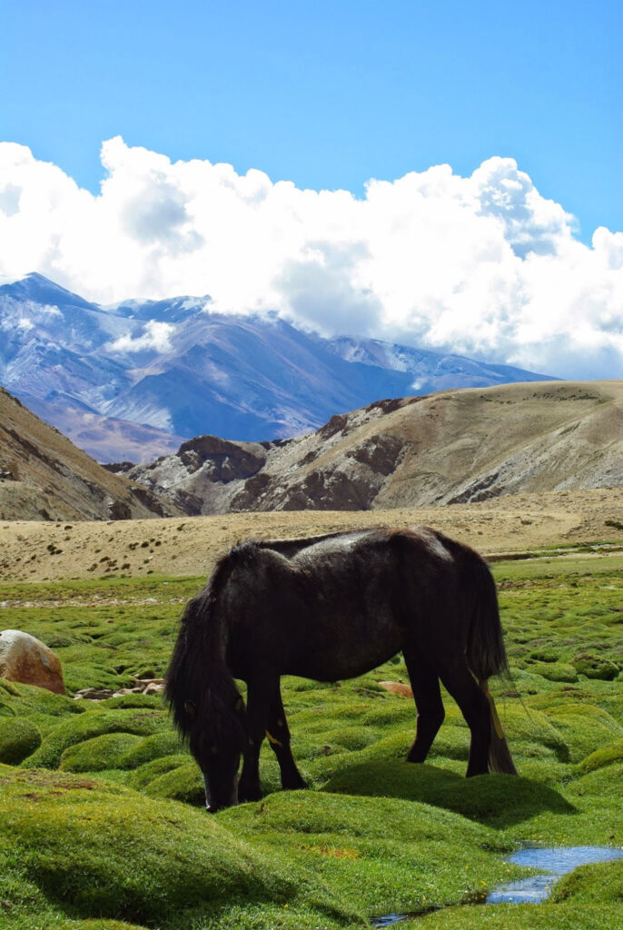 Cheval - Lac Tsomoriri - Ladakh