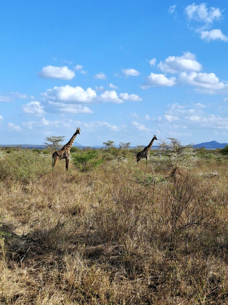 Giraffe Mkomazi, Tanzanie