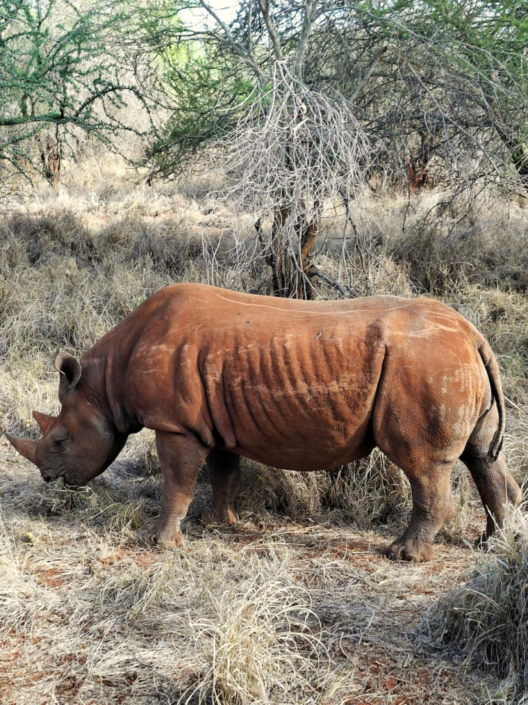 Rhinocéros Mkomazi, Tanzanie