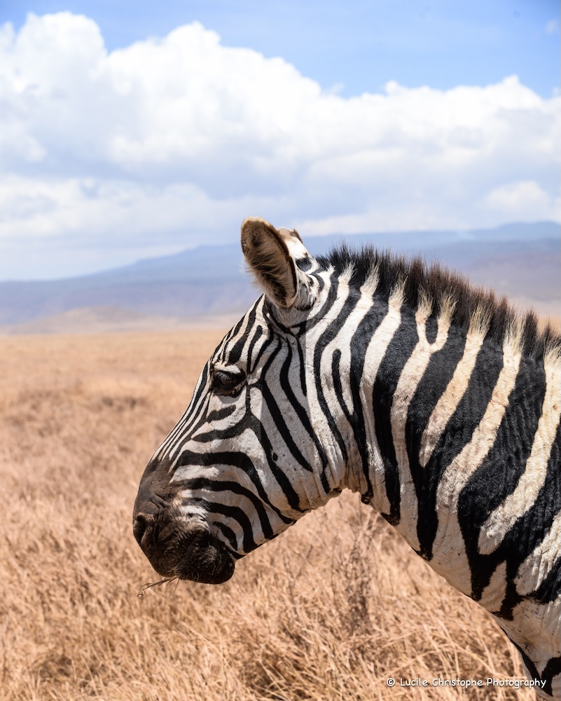 Zèbre, Ngorongoro, Tanzanie