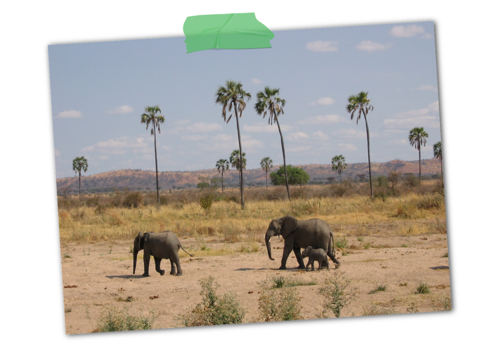 Paysage avec des palmiers en fond, des éléphants se promènent, Tanzanie