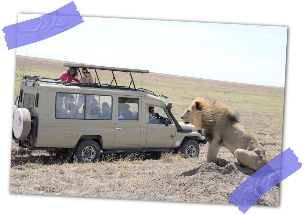 plaine du Serengeti, un lion observe le 4x4 des visiteurs, Tanzanie