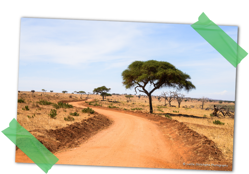 Piste ocre du Tarangire, Tanzanie