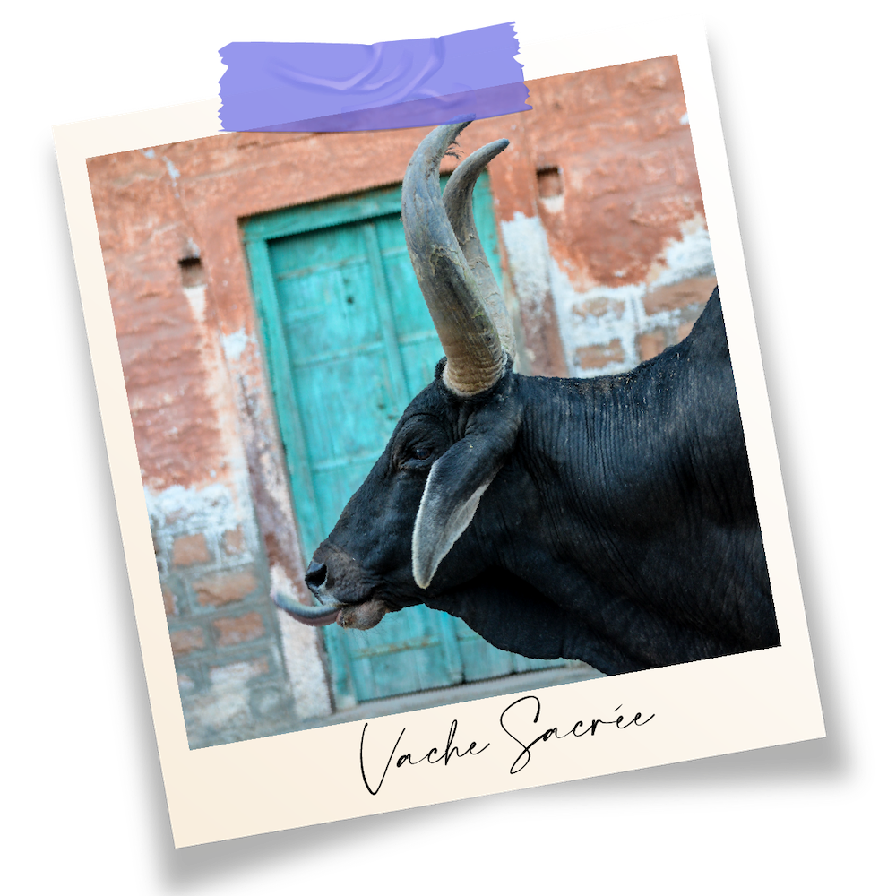 Vache sacrée, Inde