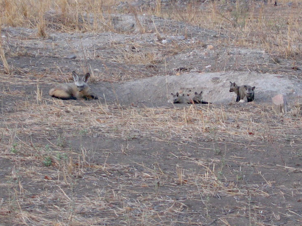 Renard Otocyon Selous, Tanzanie