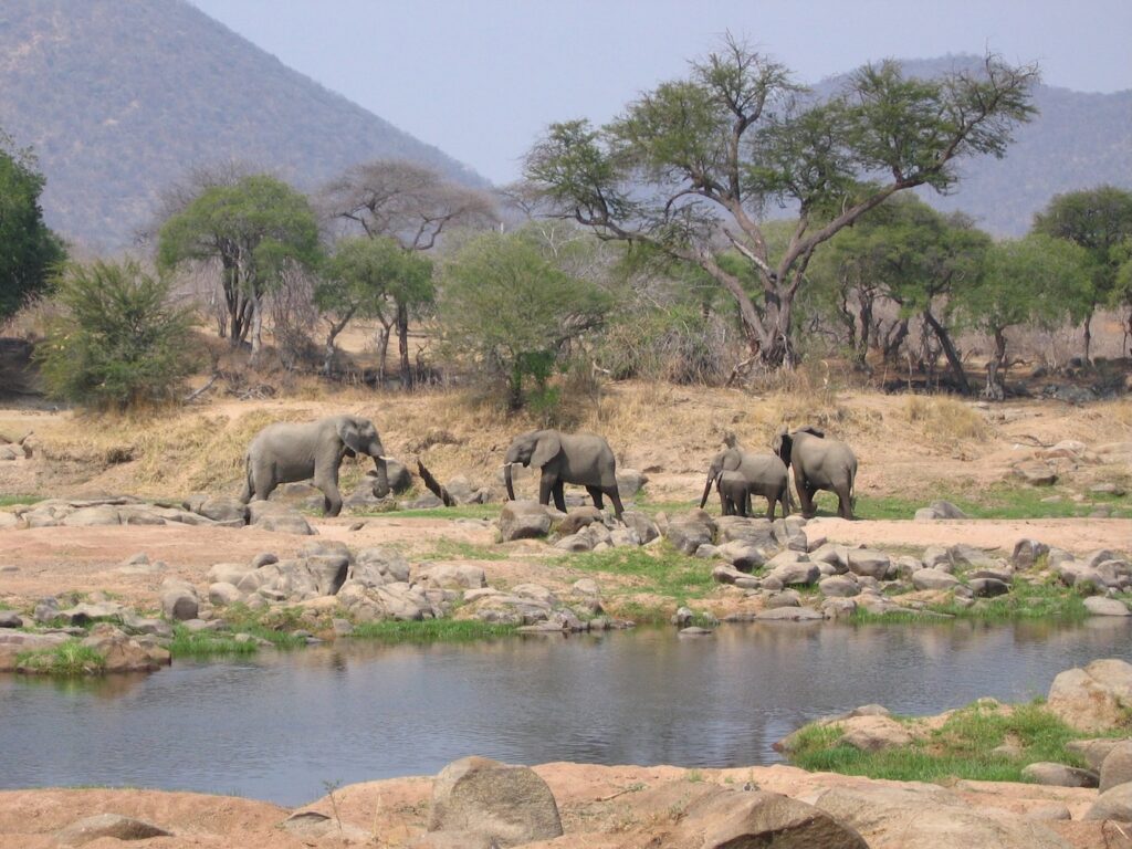 Eléphants au bord de la rivière Ruaha, Tanzanie du Sud.