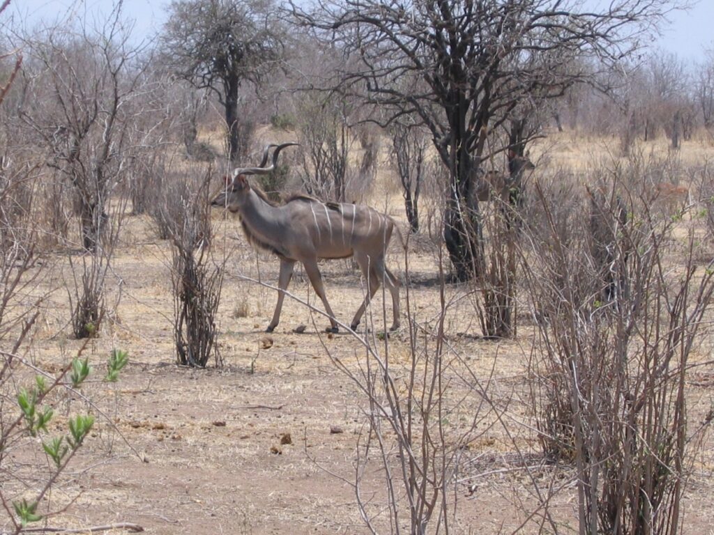 Koudou mâle Tanzanie, Ruaha, Tanzanie