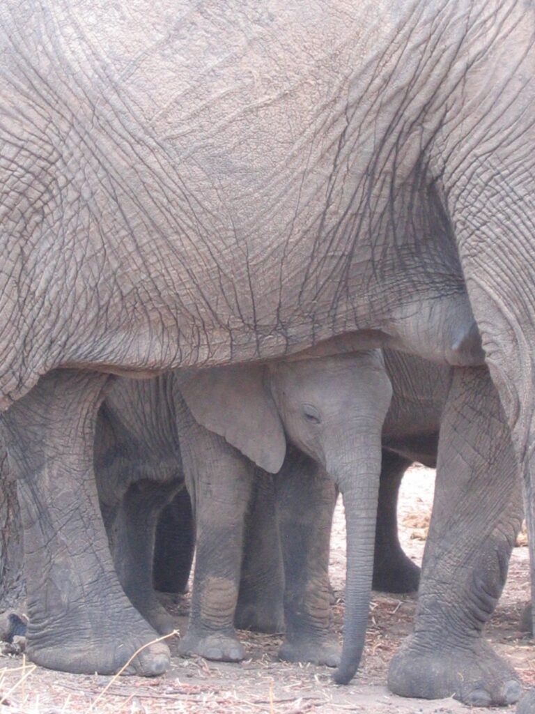 Bébé éléphant, Ruaha Tanzanie