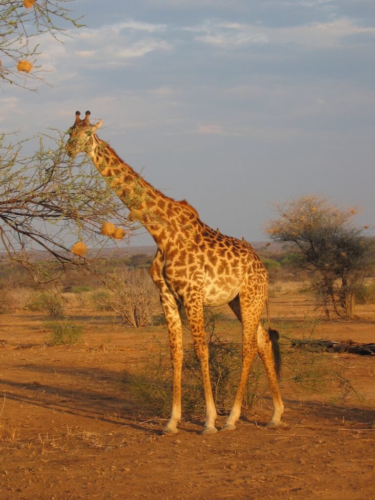 Giraffe au Ruaha, Tanzanie