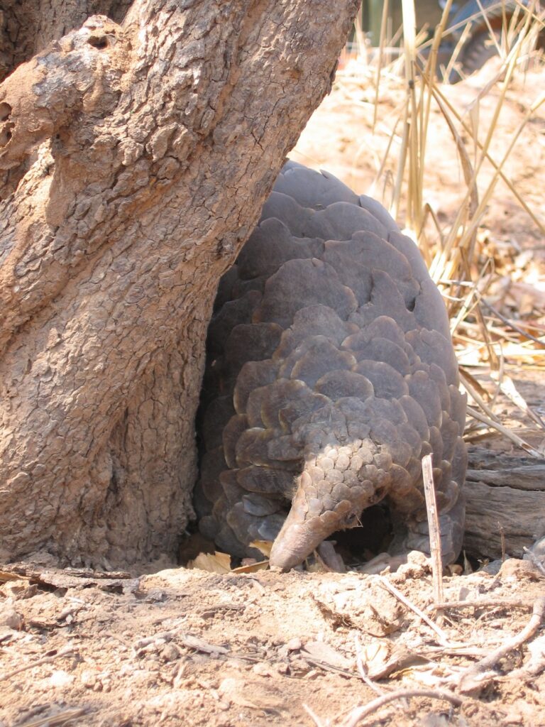 Pangolin au Ruaha, Tanzanie
