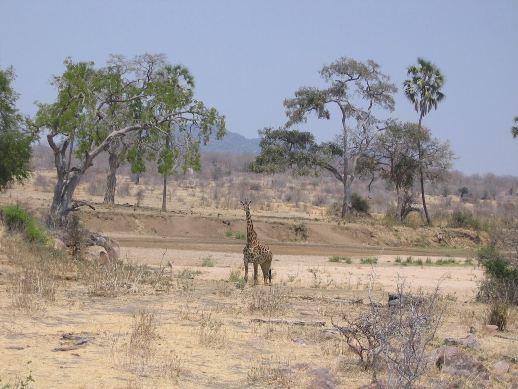 Giraffe au Ruaha