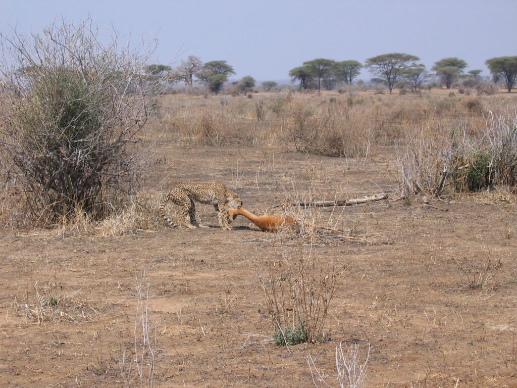 Scène de chasse au Ruaha