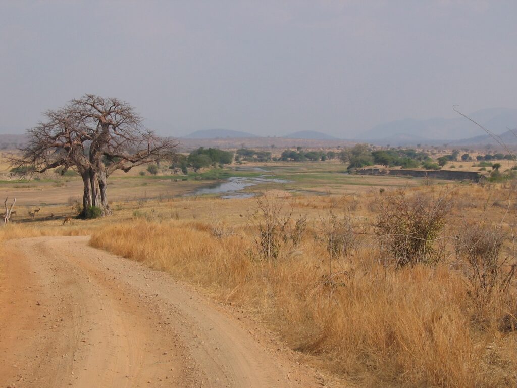 Paysage du Ruaha, saison sèche