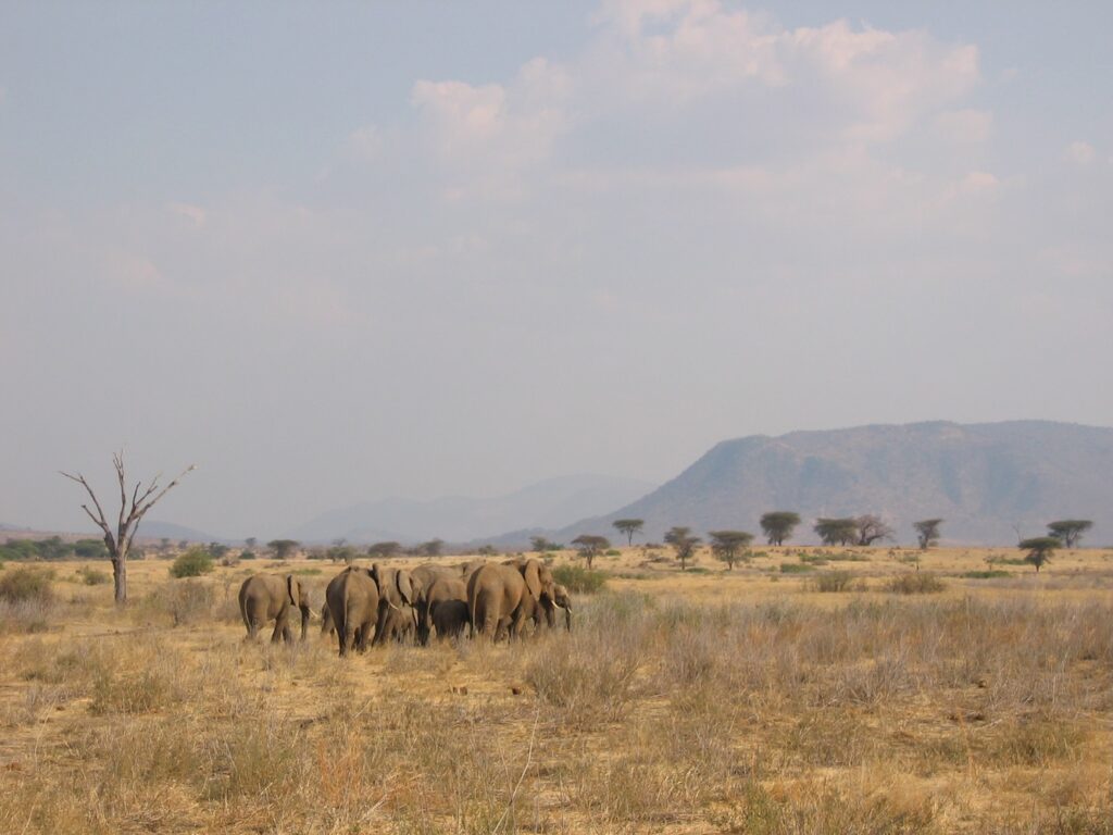 Troupeaux d'éléphants au Ruaha, Tanzanie