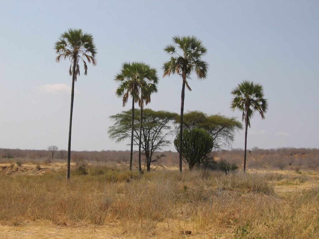 Paysage arboré du Ruaha, Tanzanie