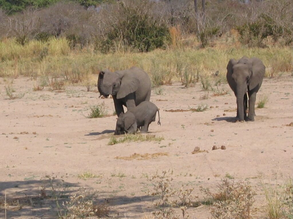 Éléphants creusant pour obtenir de l'eau - Ruaha, Tanzanie