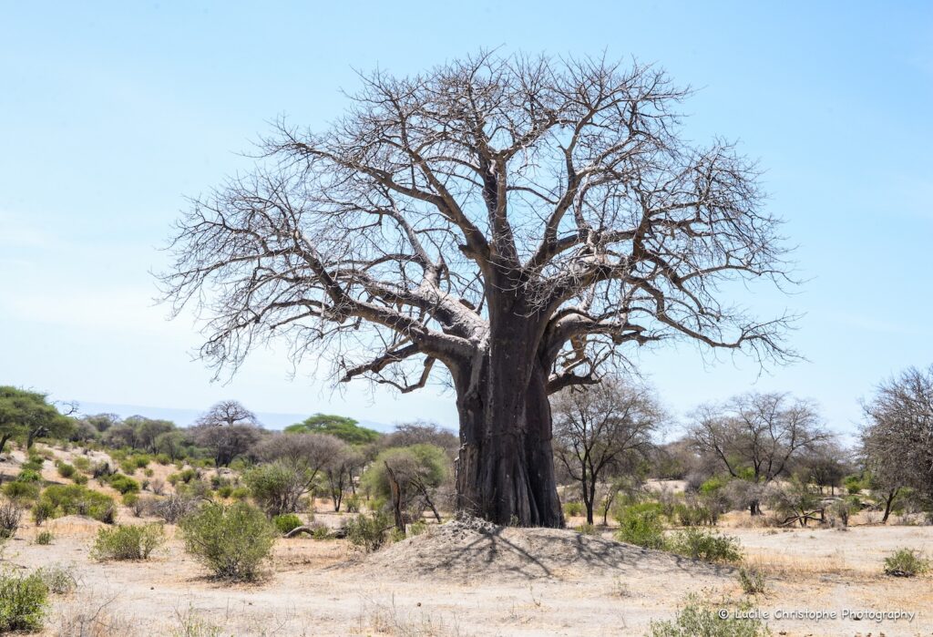 Boabab Tarangire, Tanzanie