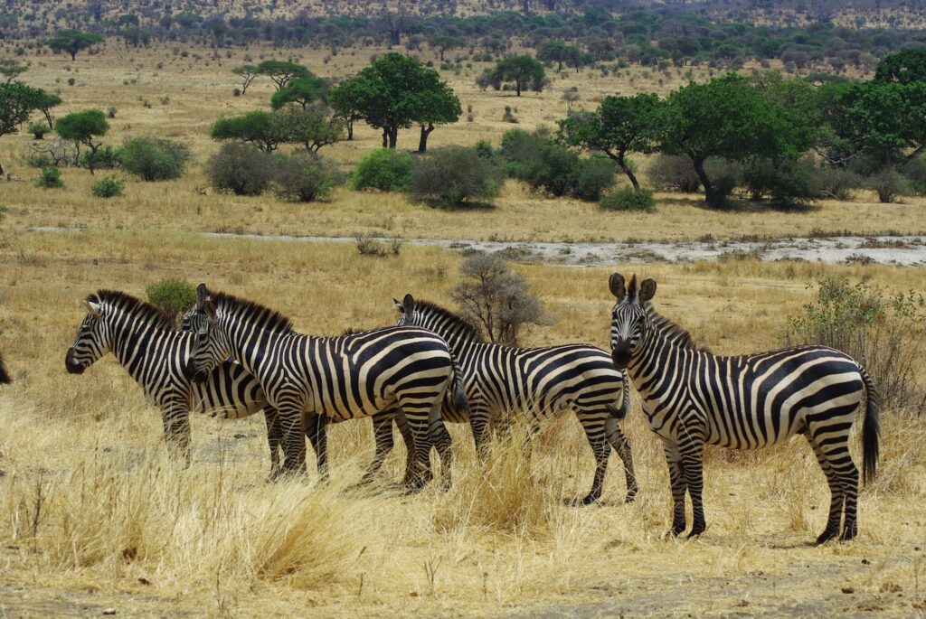 Zèbre dans le Tarangire