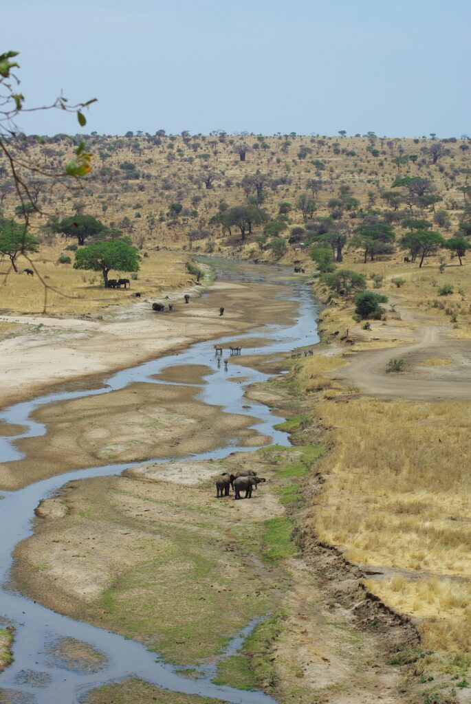 Rivière du Tarangire et grooupes d'animaux, Tanzanie