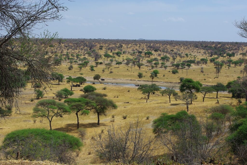 Rivière du Tarangire et grooupes d'animaux, Tanzanie
