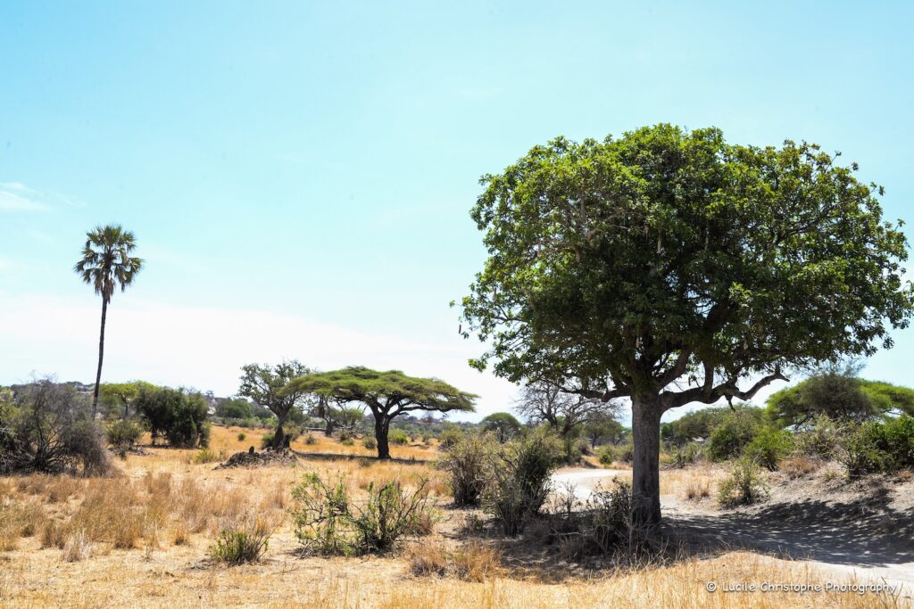 Paysage arboré dans le Tarangire