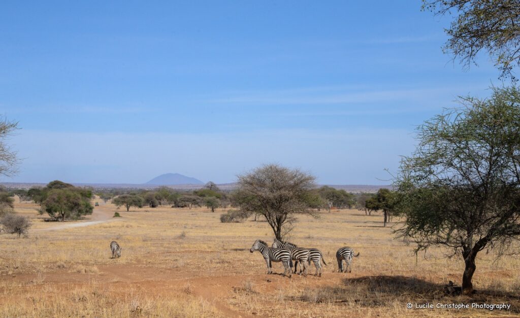 Zèbres dans un paysage du Tarangire
