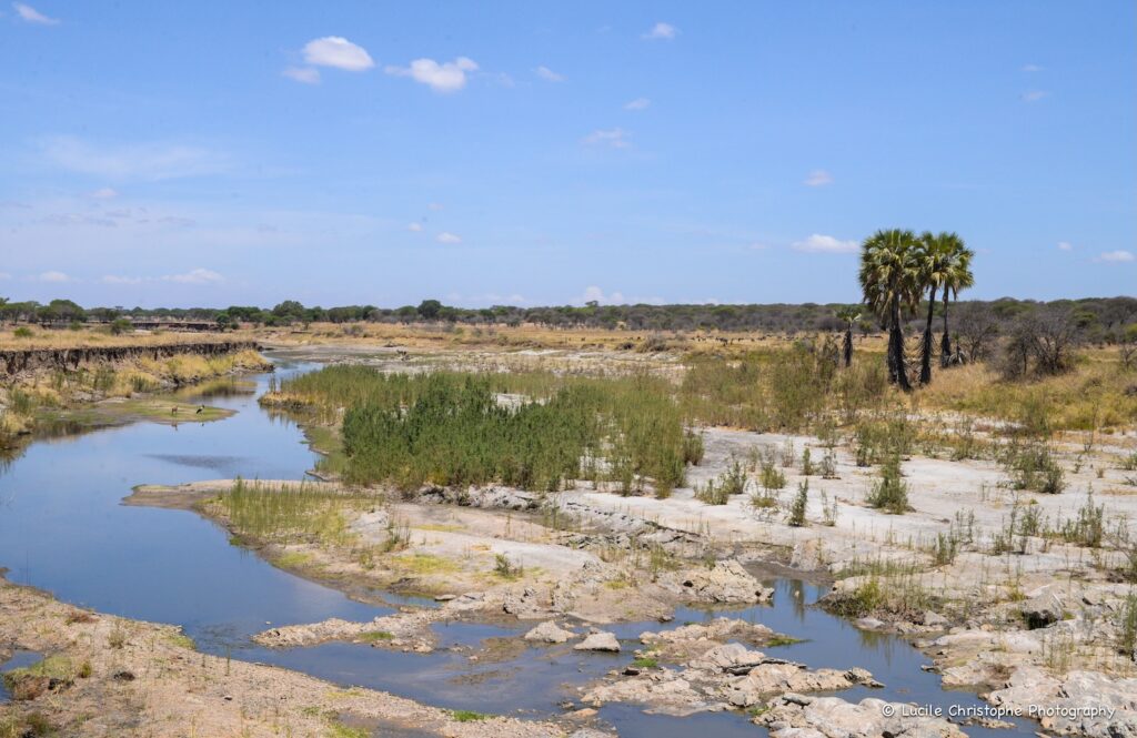 Paysage du Tarangire