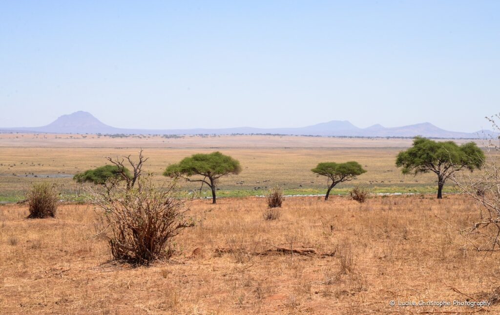 Paysage du Tarangire