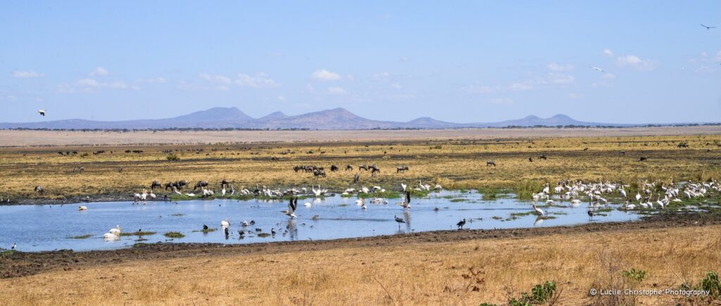 Oiseaux au bord d'une étendue d'eau, Tarangire