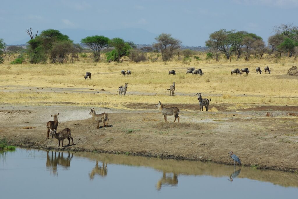 Nombreux animaux au bord de la rivière, au Tarangire