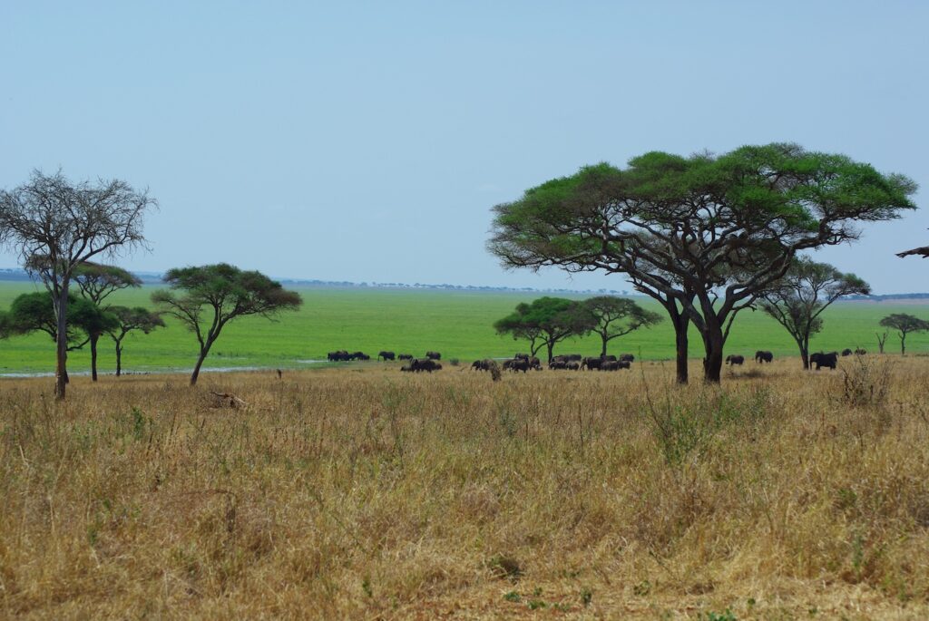 Troupeau dans le Tarangire