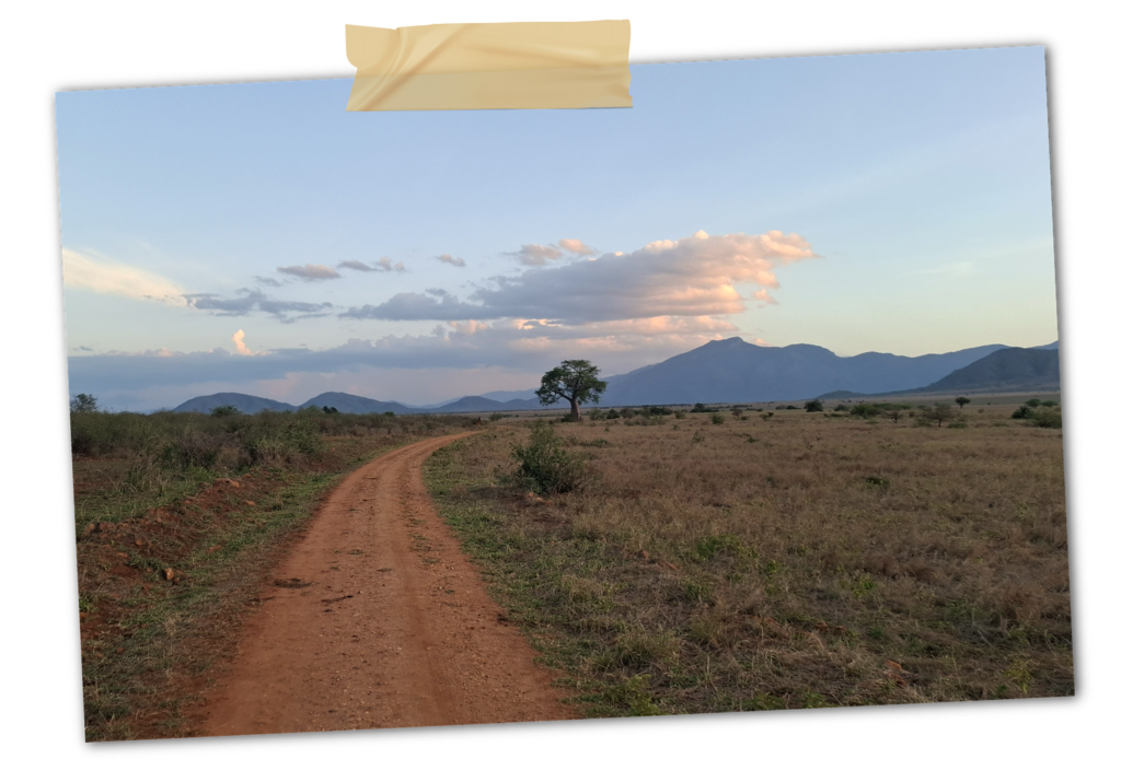 paysage plaine sauvage vue sur les montagnes parc Mkomazi, Tanzanie