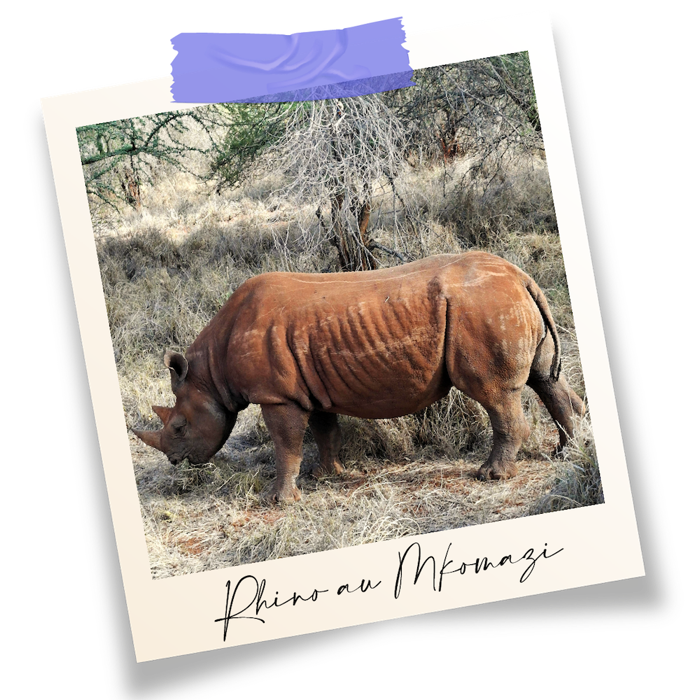 Rhinocéros Mkomazi, Tanzanie