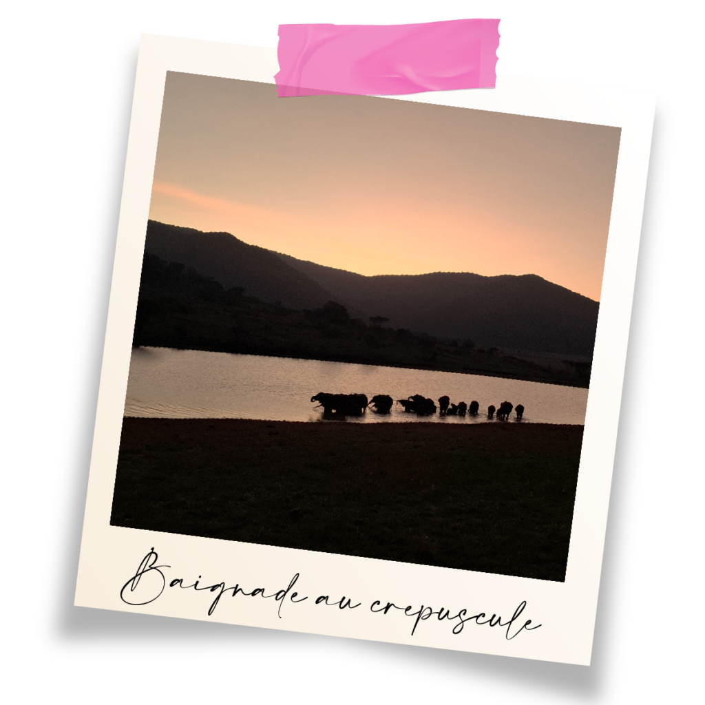 Un groupe d'éléphants se baigne au crépuscule, Tanzanie